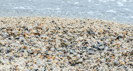 Sea shells in the beach sand, close up, texture background.