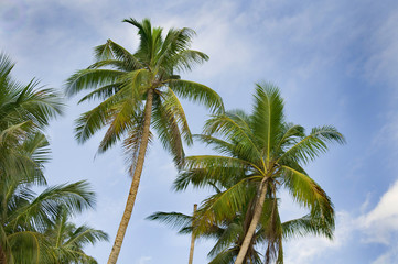 Fototapeta na wymiar palm tree, white sand and turquoise sea water, Philippines, Boracay