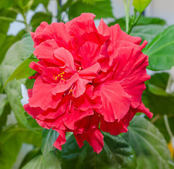 Hibiscus rosa-sinensis red flower, Chinese hibiscus, China rose, shoeblackplant.