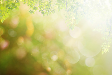 Bokeh light and leafs abstract background