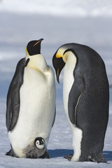 Kaiserpinguin mit Küken