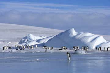 Kaiserpinguine wandern über das Eis