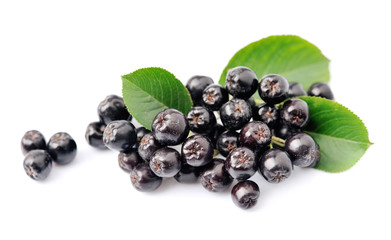 Black chokeberry