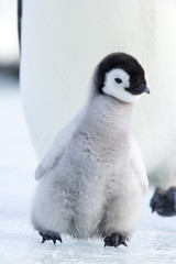 Kaiserpinguinküken