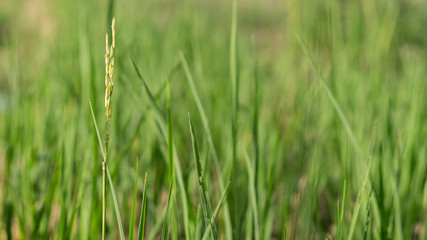 Obraz premium rice field after harvest