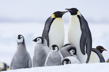 Kaiserpinguin mit Küken