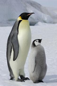 Kaiserpinguin mit K&uuml;ken