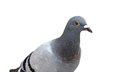  gray dove on a white background