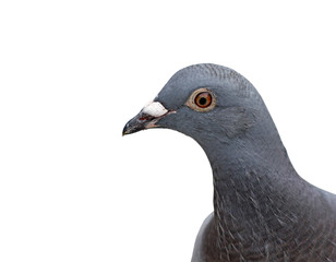 grey dove isolated on a white background