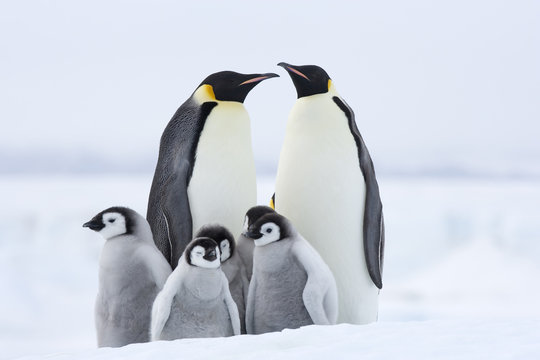 Kaiserpinguin mit K&uuml;ken
