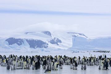 Kaiserpinguinkolonie