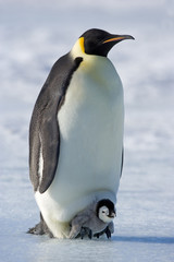 Kaiserpinguin mit K&uuml;ken