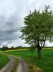 Fototapeta na wymiar Feldweg mit Baum