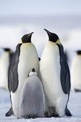 Kaiserpinguin mit Küken