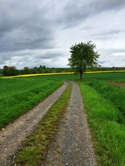 Fototapeta na wymiar Feldweg mit Baum im Frühling