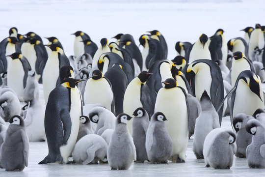 Kaiserpinguin mit K&uuml;ken