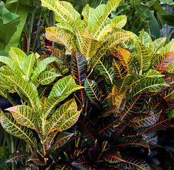 Croton plants with colorful leaves in tropical garden © popup1