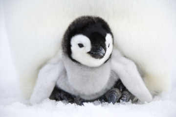 Kaiserpinguinküken © aussieanouk