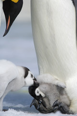 Kaiserpinguin mit Küken