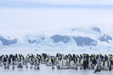Kaiserpinguinkolonie © aussieanouk