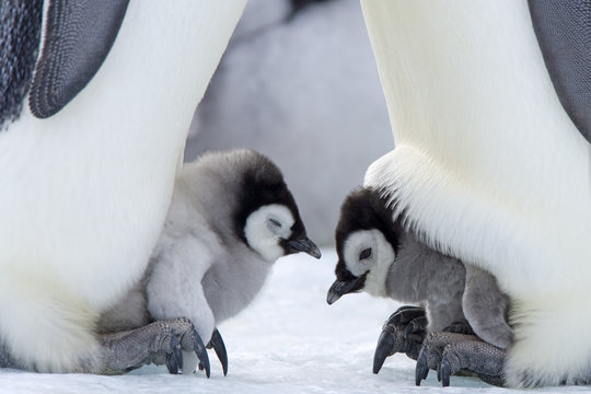 Kaiserpinguink&uuml;ken