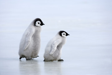 Kaiserpinguinküken