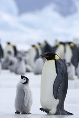 Kaiserpinguin mit Küken