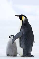 Kaiserpinguin mit Küken