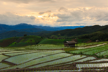 Green Terraced Rice Field  Chiang Mai, Thailand