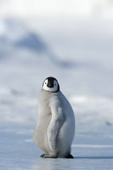 Kaiserpinguinküken