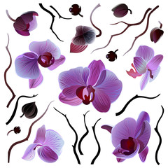 Set of isolated vector orchids for your design