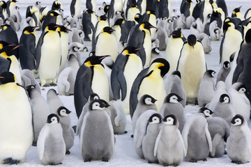 Kaiserpinguinkolonie