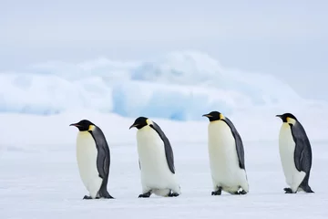 Tragetasche Kaiserpinguine wandern über das Eis © aussieanouk