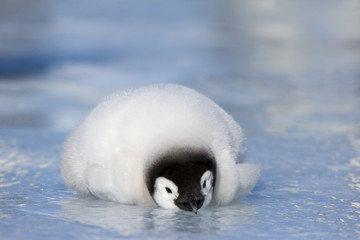 Kaiserpinguink&uuml;ken