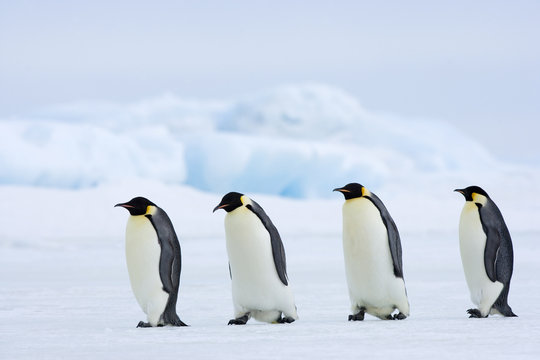 Kaiserpinguine wandern &uuml;ber das Eis