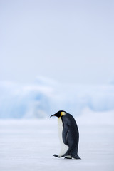 Fototapeta na wymiar Kaiserpinguine wandern über das Eis