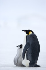 Kaiserpinguin mit Küken