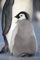 Kaiserpinguinküken