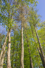 Baumriesen gen Himmel fotografiert