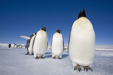 Kaiserpinguine © aussieanouk