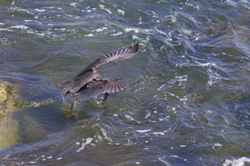Obraz premium Pacific Reef Egret (Egretta sacra)