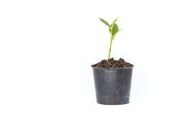 Fototapeta na wymiar Young green plant in small black pot isolated on white