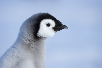 Kaiserpinguinküken