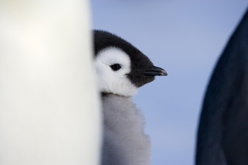 Kaiserpinguinküken