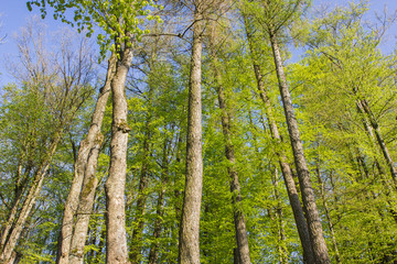 Baumriesen gen Himmel fotografiert