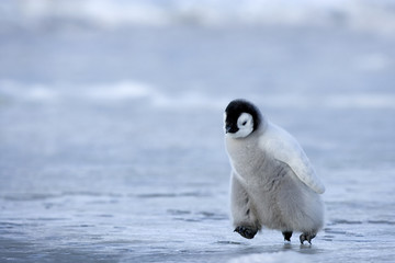Kaiserpinguink&uuml;ken