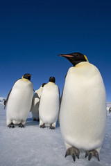 Kaiserpinguine