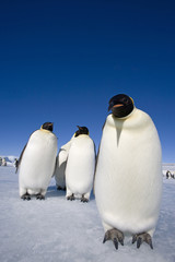 Fototapeta premium Kaiserpinguine