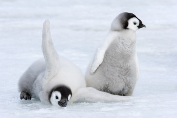 Kaiserpinguink&uuml;ken