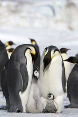 Kaiserpinguin mit K&uuml;ken